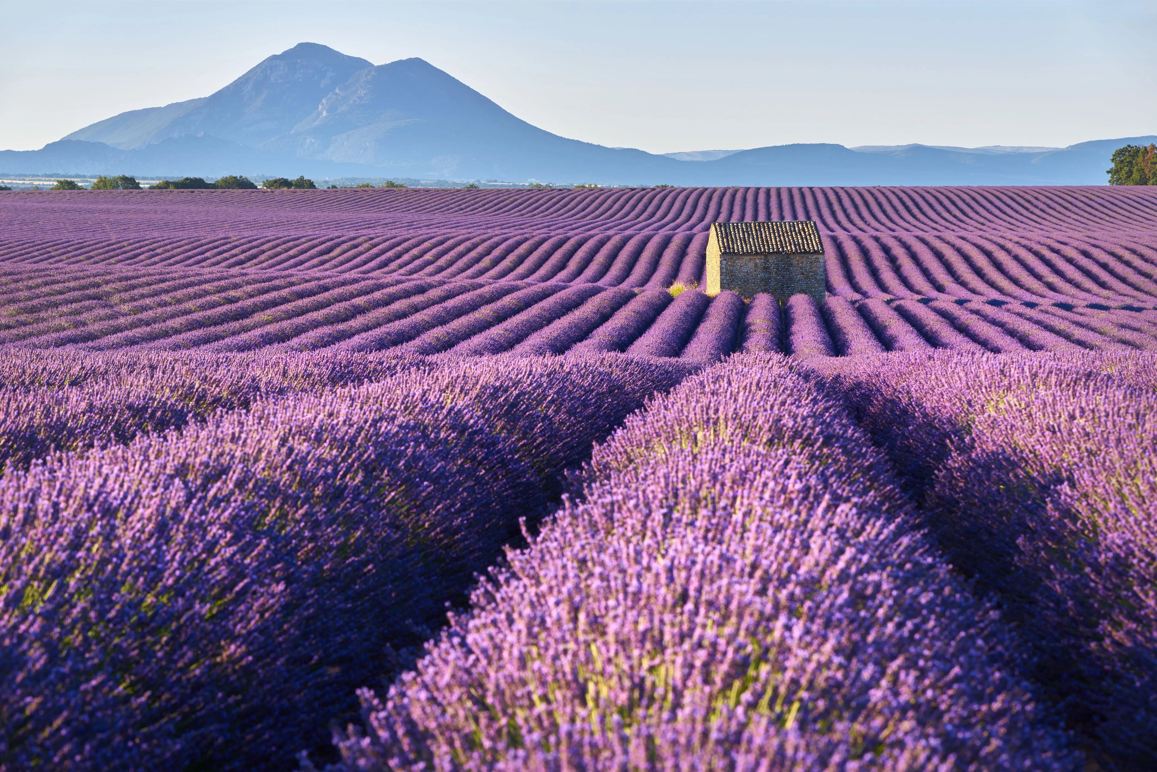 Soothing Lavender Fragrance Escential Group