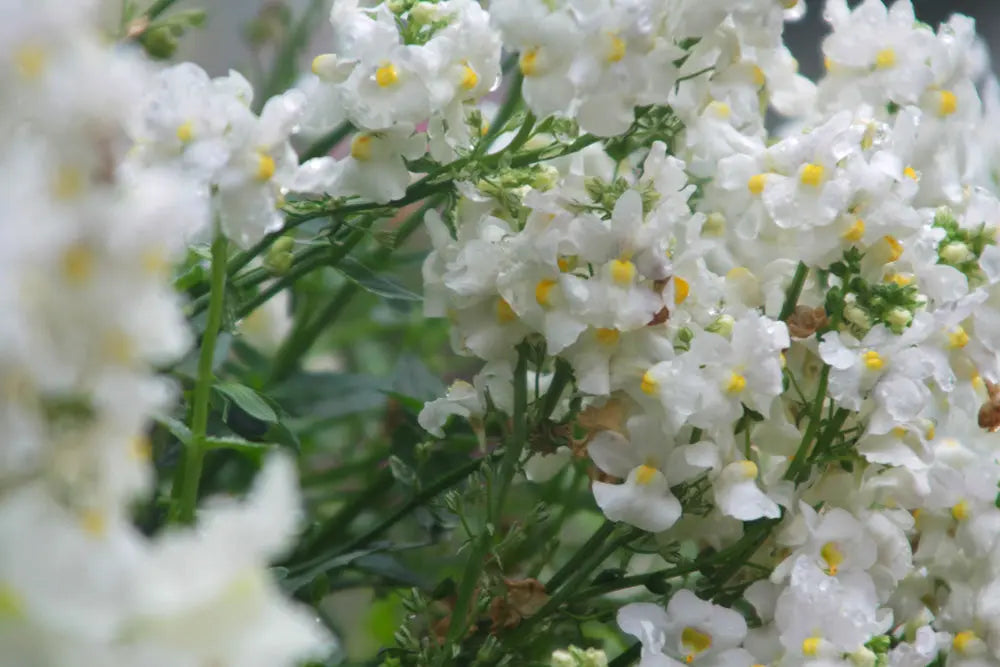 Powdery Bouquet Fragrance Escential Group