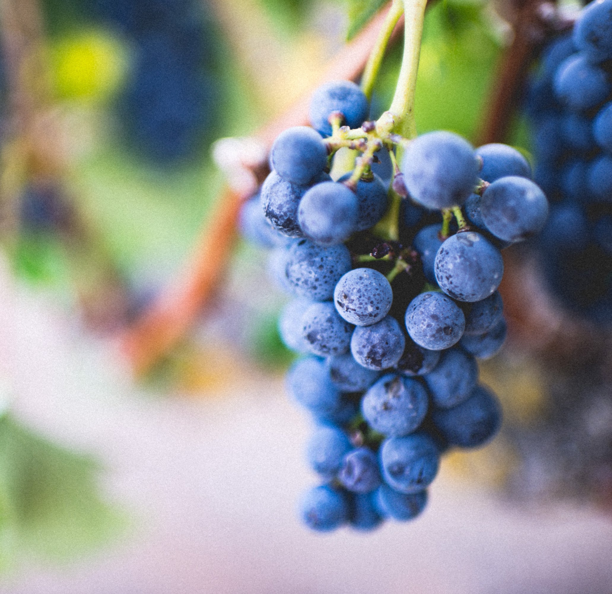 Natural Grape Flavor