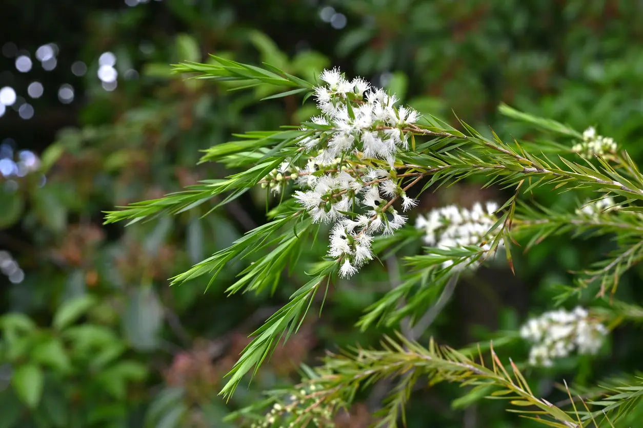 Tea Tree Oil P&N Escential Group