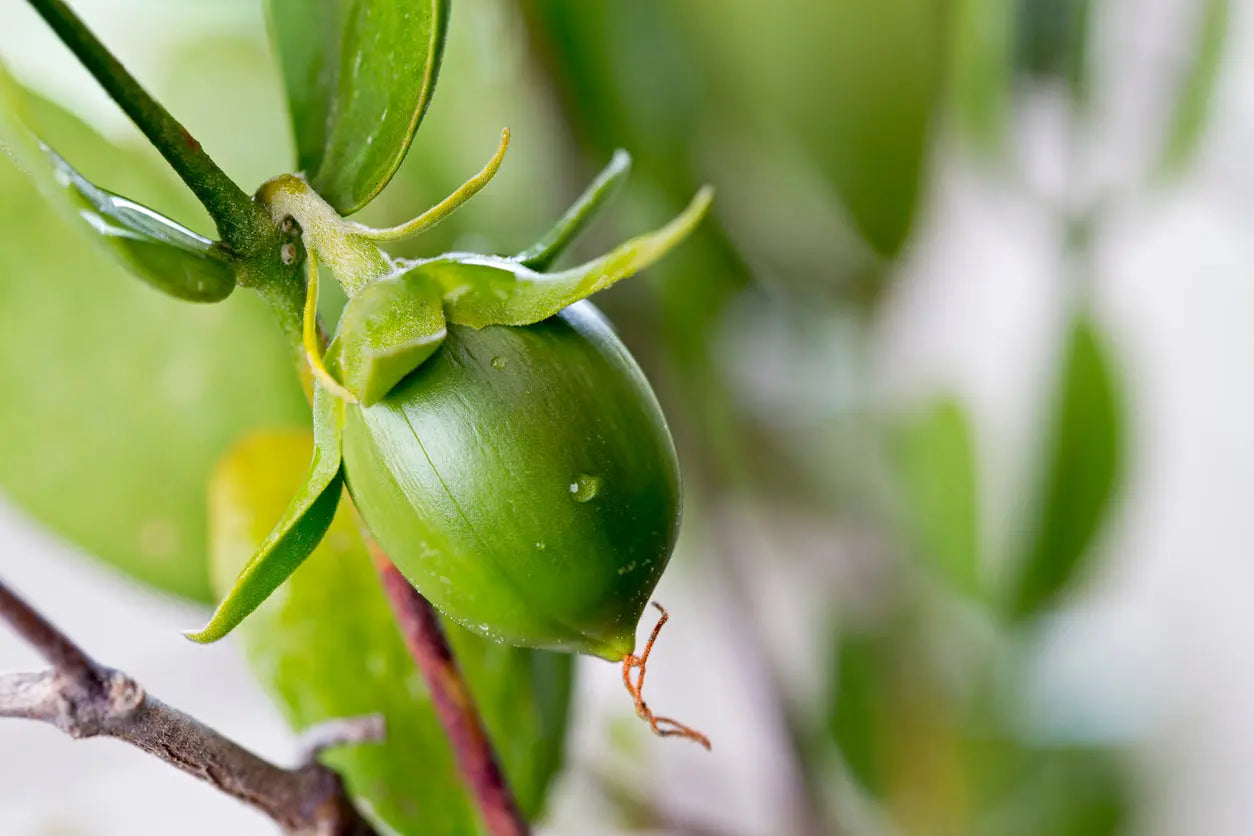 Jojoba Oil Escential Group