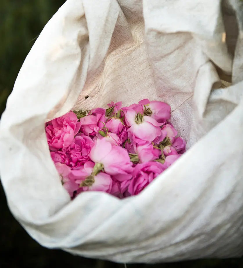 Rose Moroccan Absolute Escential Group