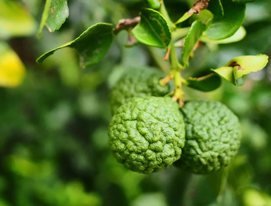 Bergamot Oil Natural BF Type Escential Group