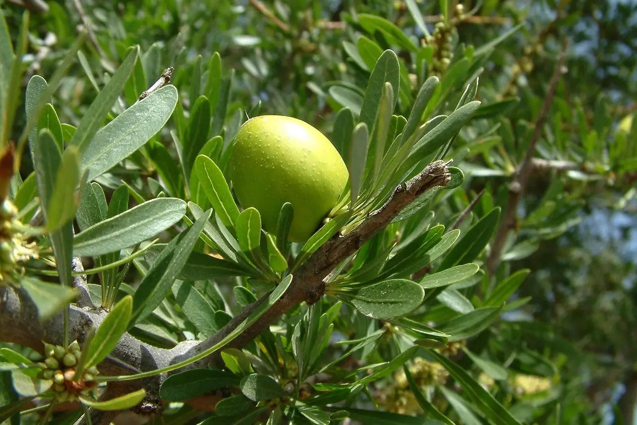 Argan Oil Escential Group