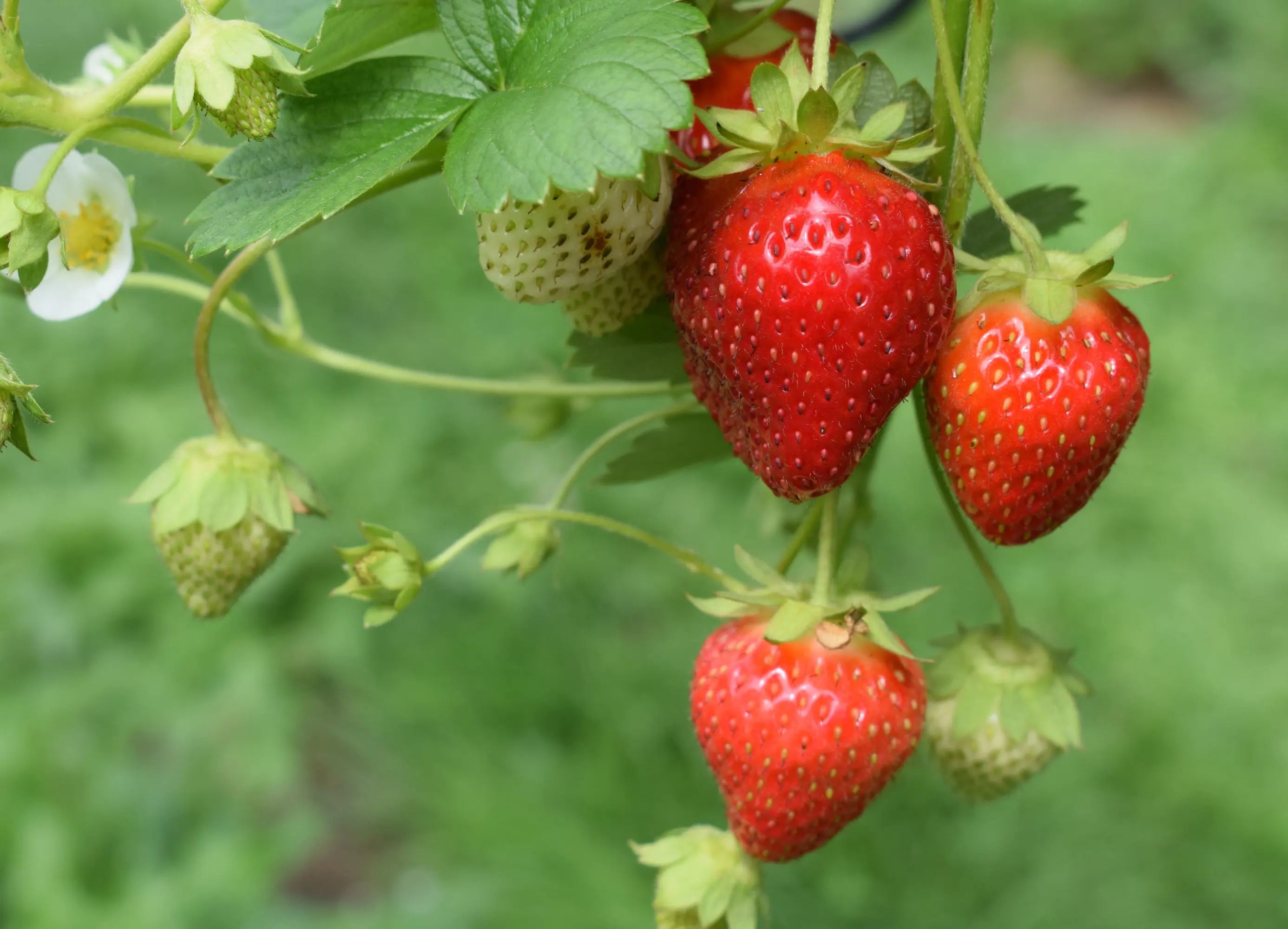 Natural Strawberry Flavor Escential Group