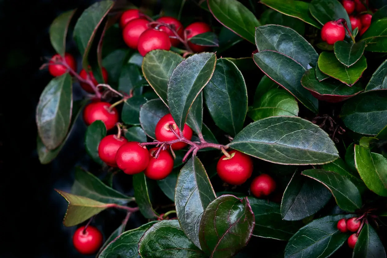 Wintergreen Oil P&N Escential Group