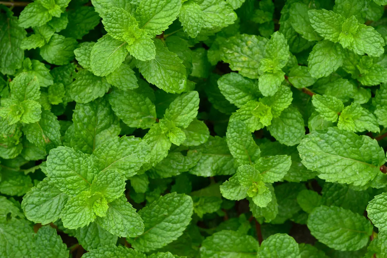 Cornmint Oil Distilled Escential Group
