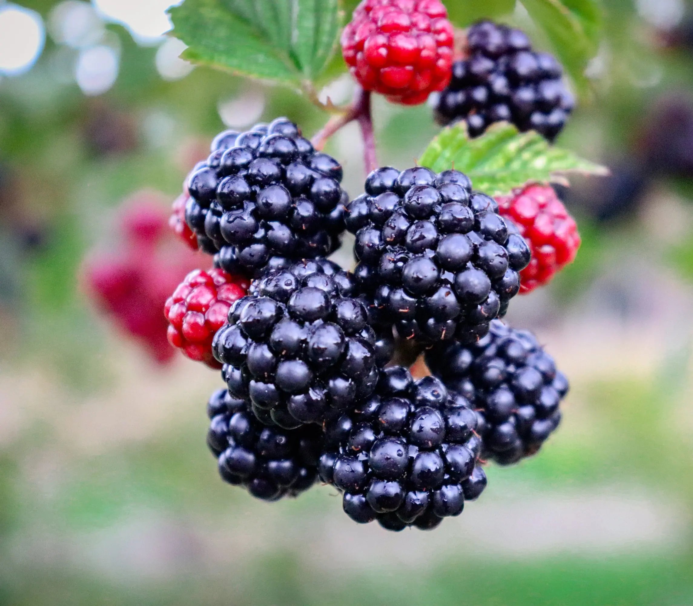 Natural Blackberry Flavor Escential Group