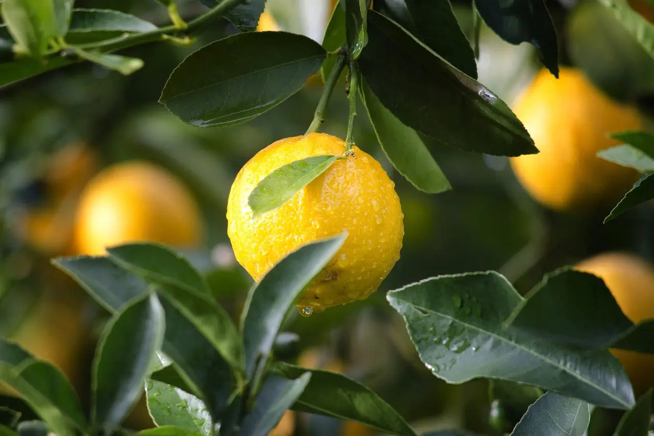 Lemon Oil Cold Pressed P&N Escential Group