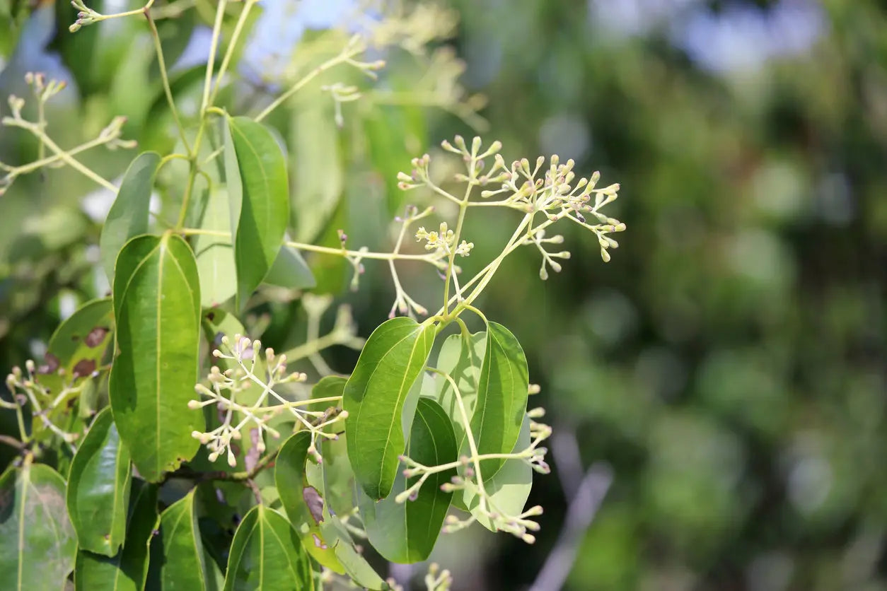 Cinnamon Leaf Oil Escential Group