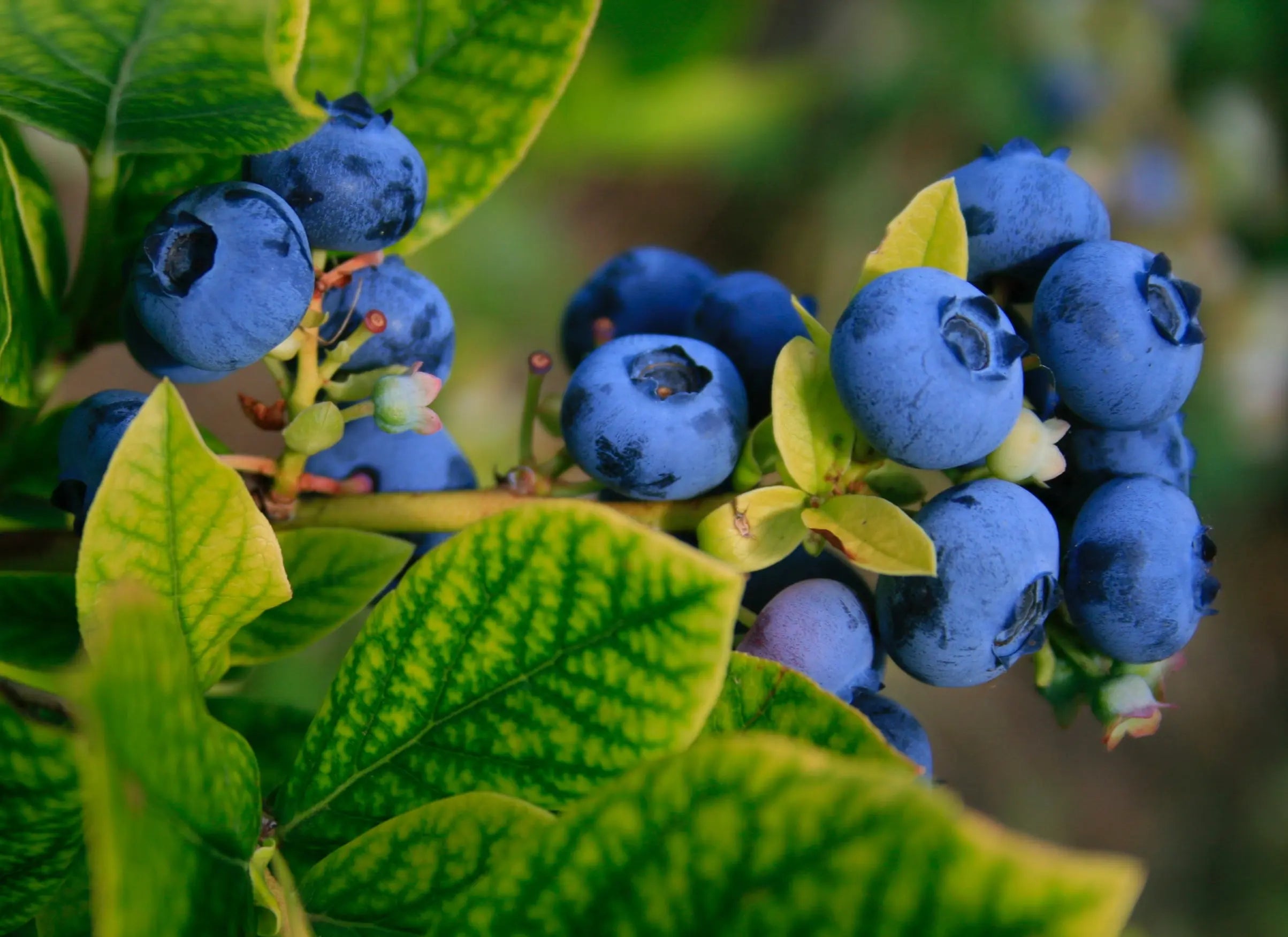 Natural Blueberry Flavor Escential Group