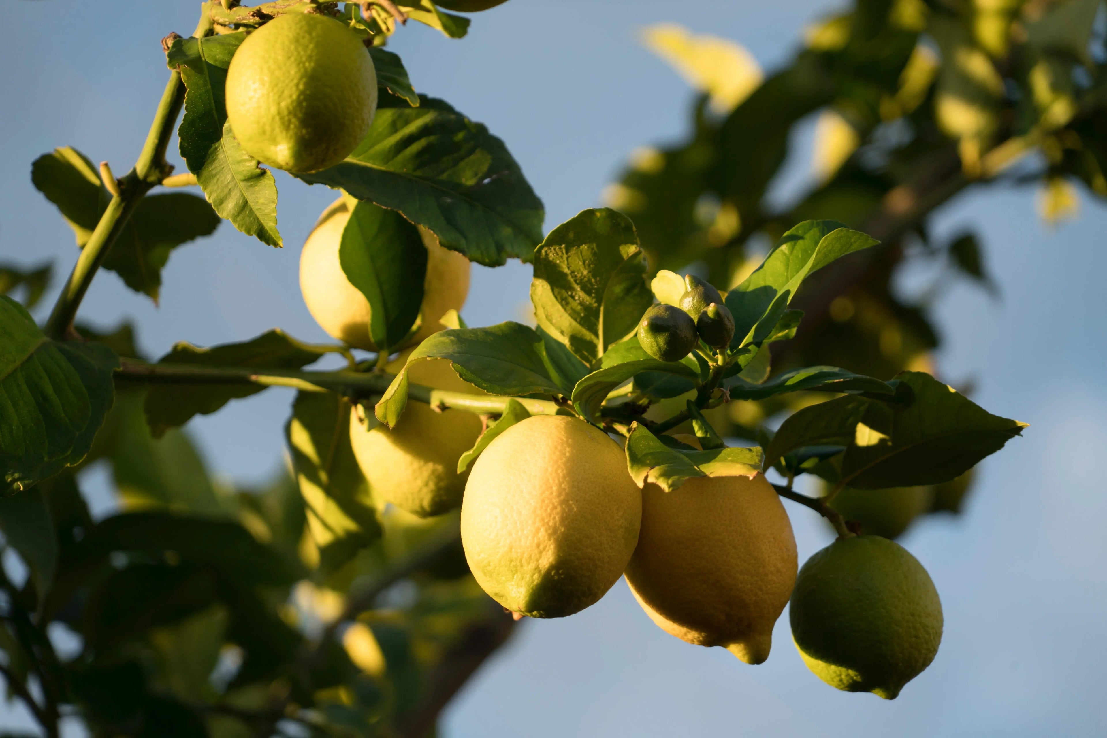 Lemon Oil Distilled P&N Escential Group