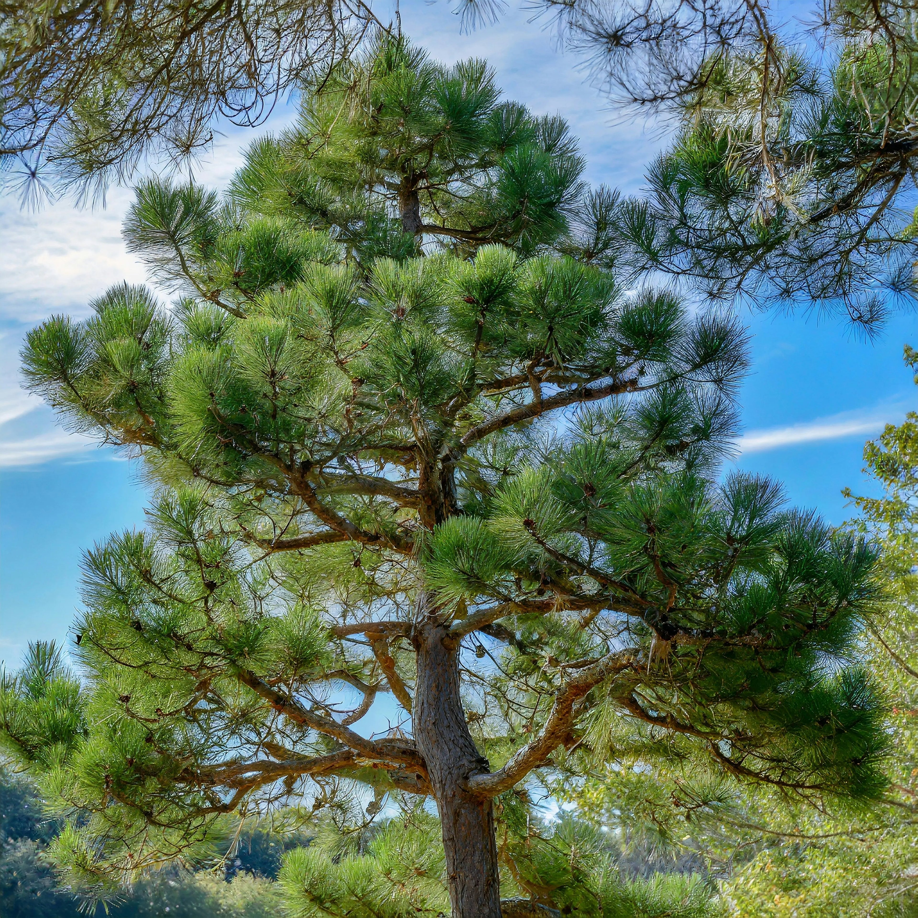 Cedarwood Oil P&N Escential Group