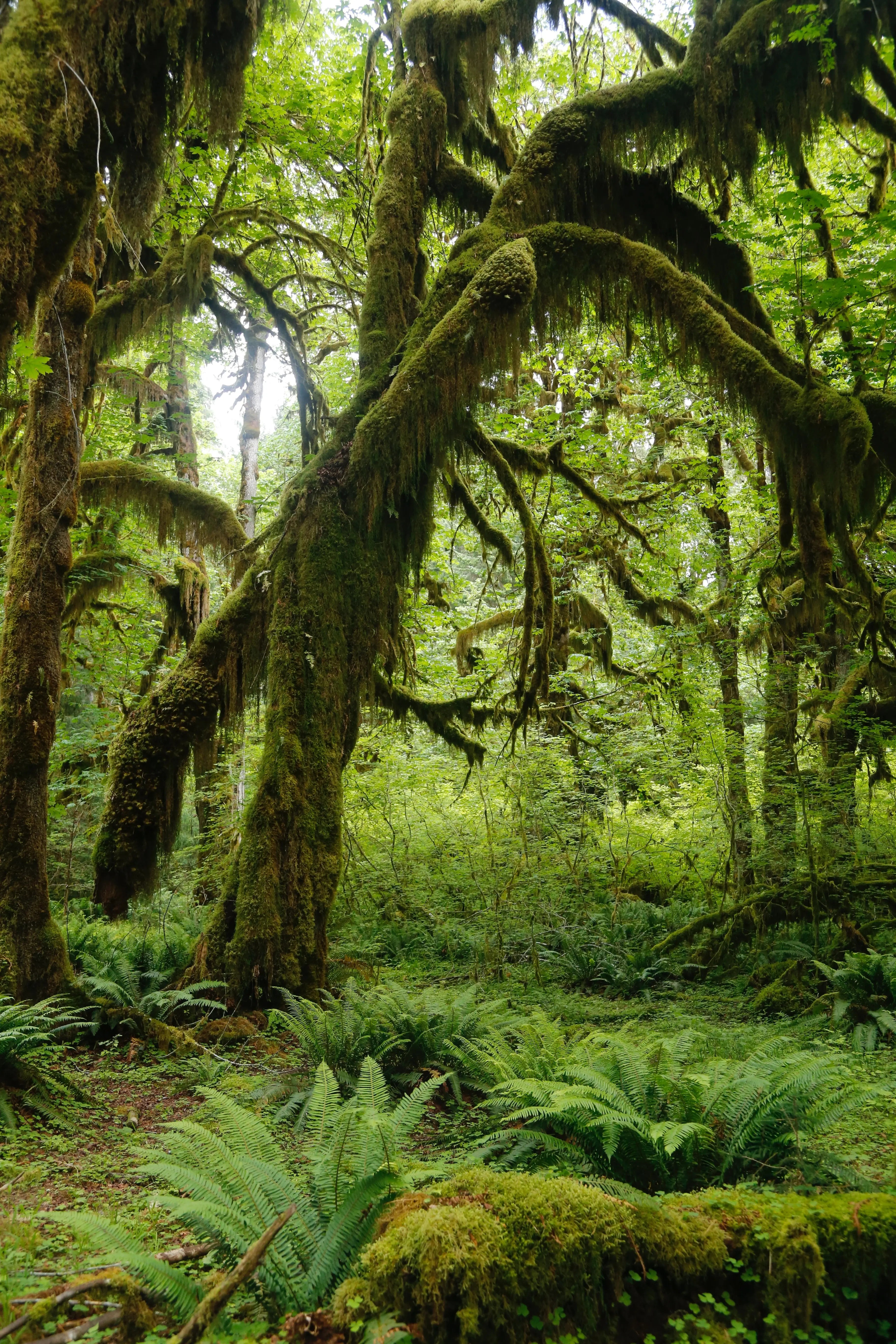 Fig & Oakmoss Fragrance Escential Group