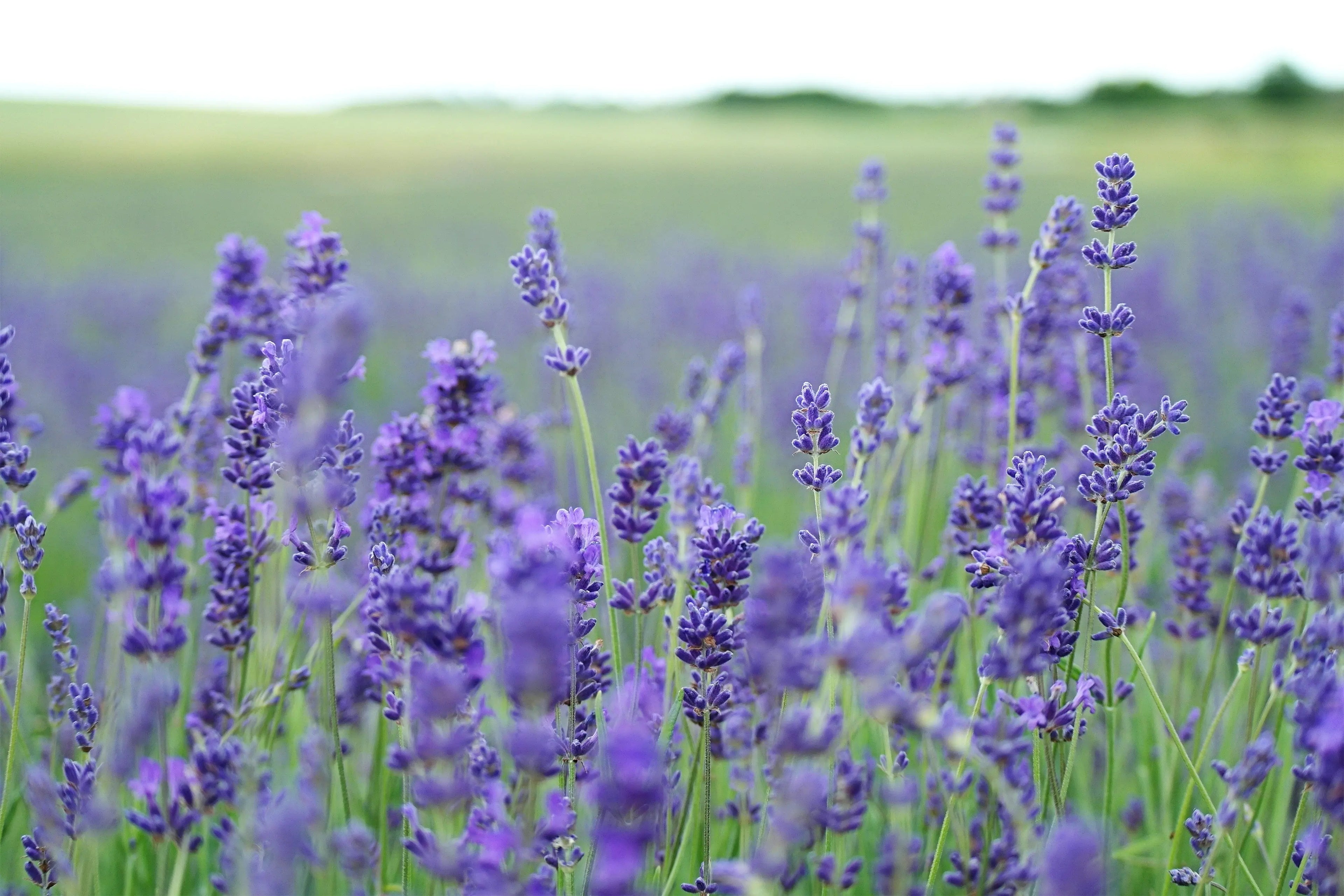 Lavender Oil Natural 40/42 Type Escential Group