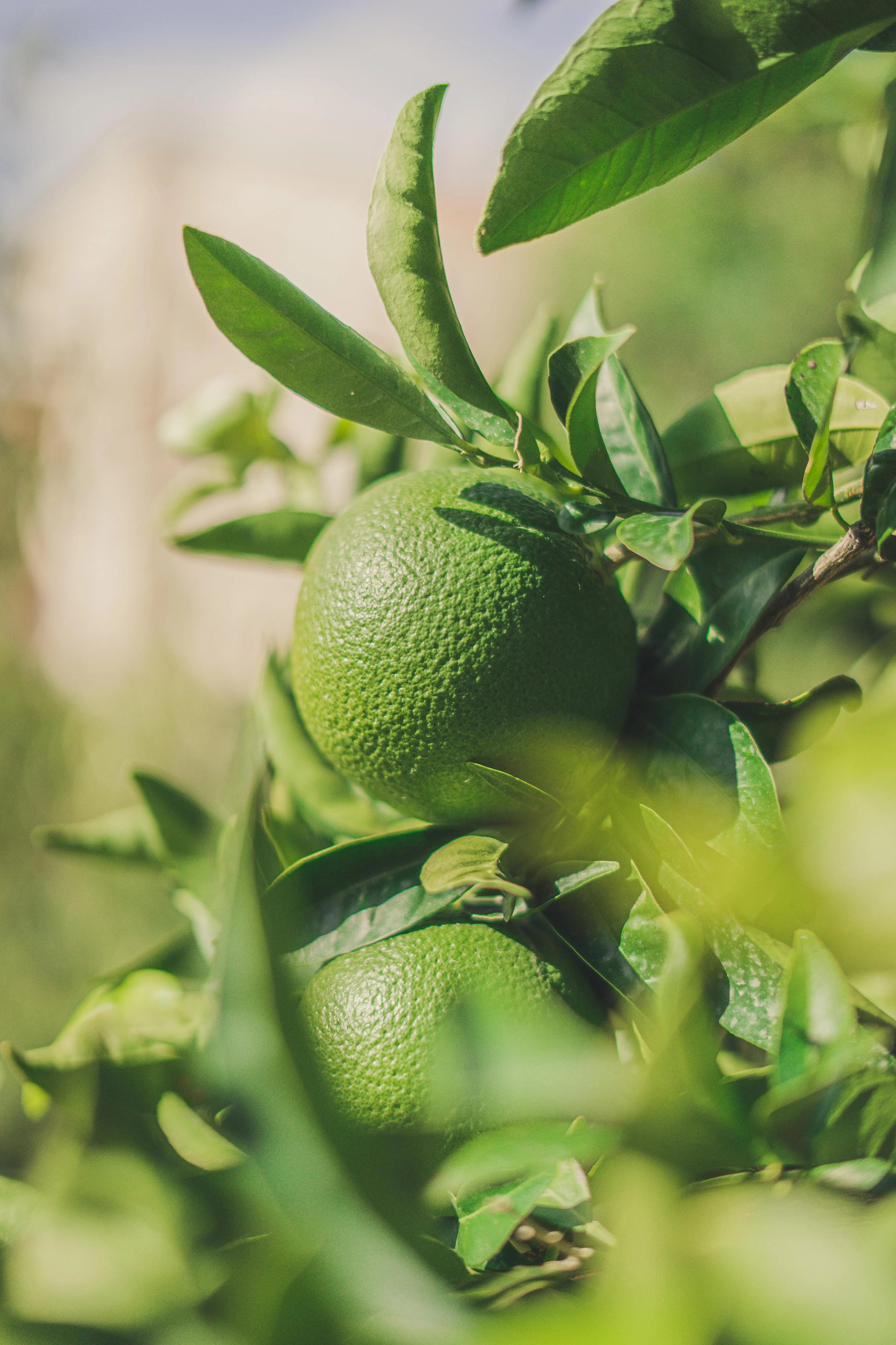 Lime Oil Distilled P&N (Mexican) Escential Group