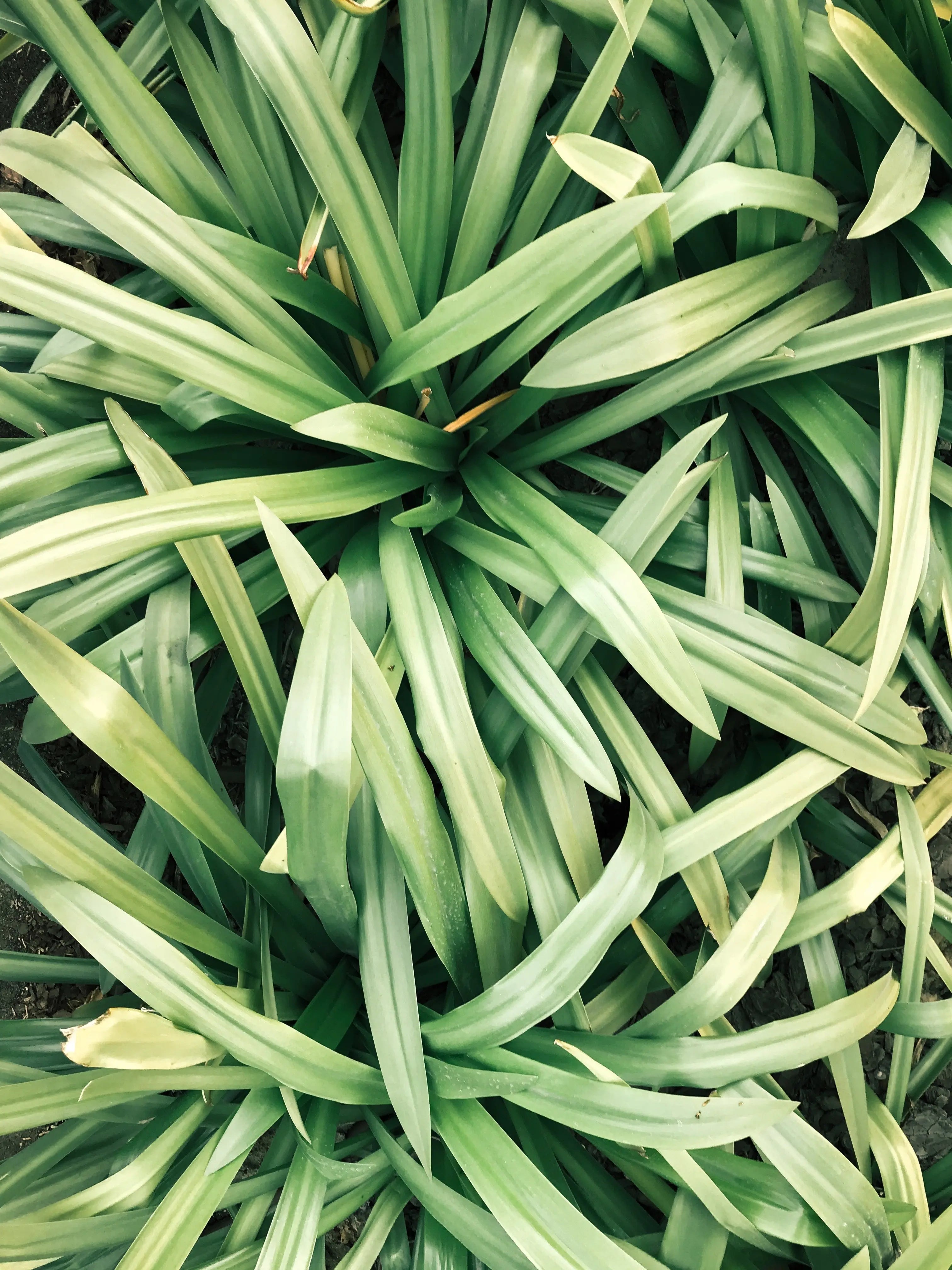 Lemongrass Oil Guatamala Type Escential Group