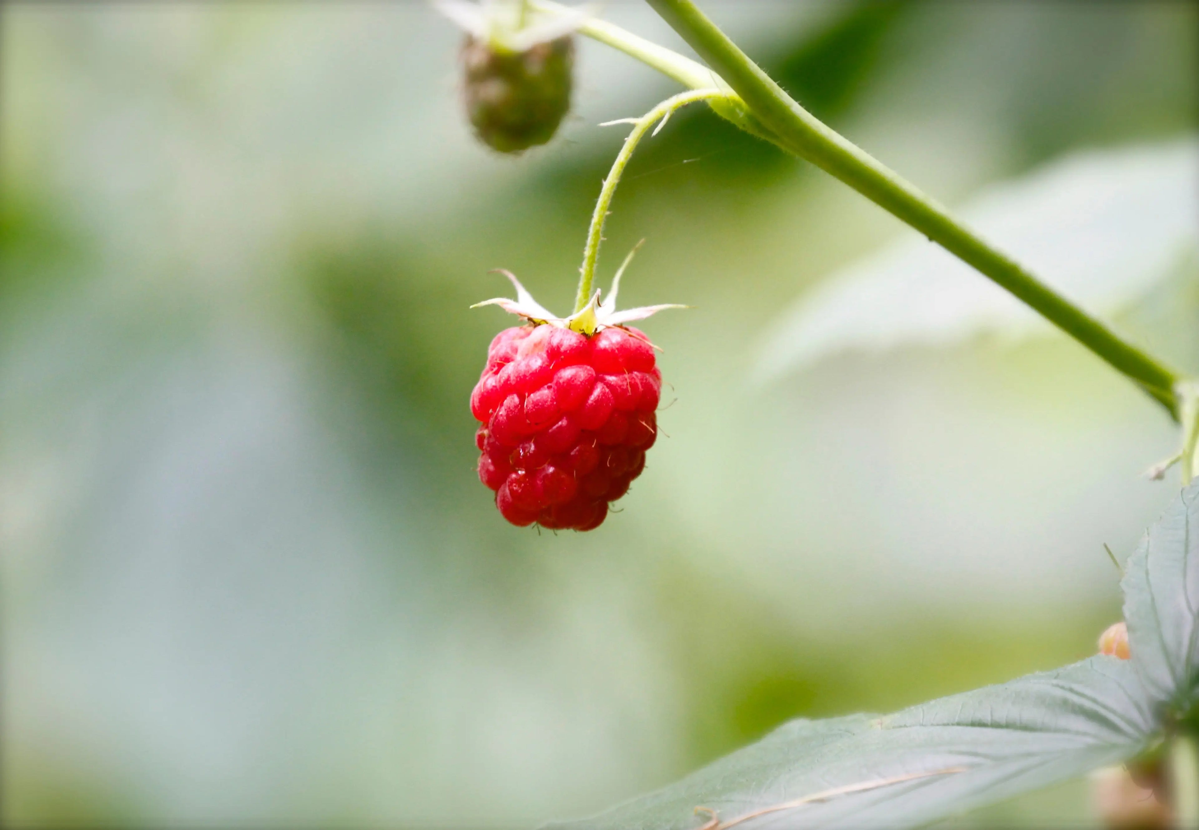 Natural Raspberry Flavor Escential Group