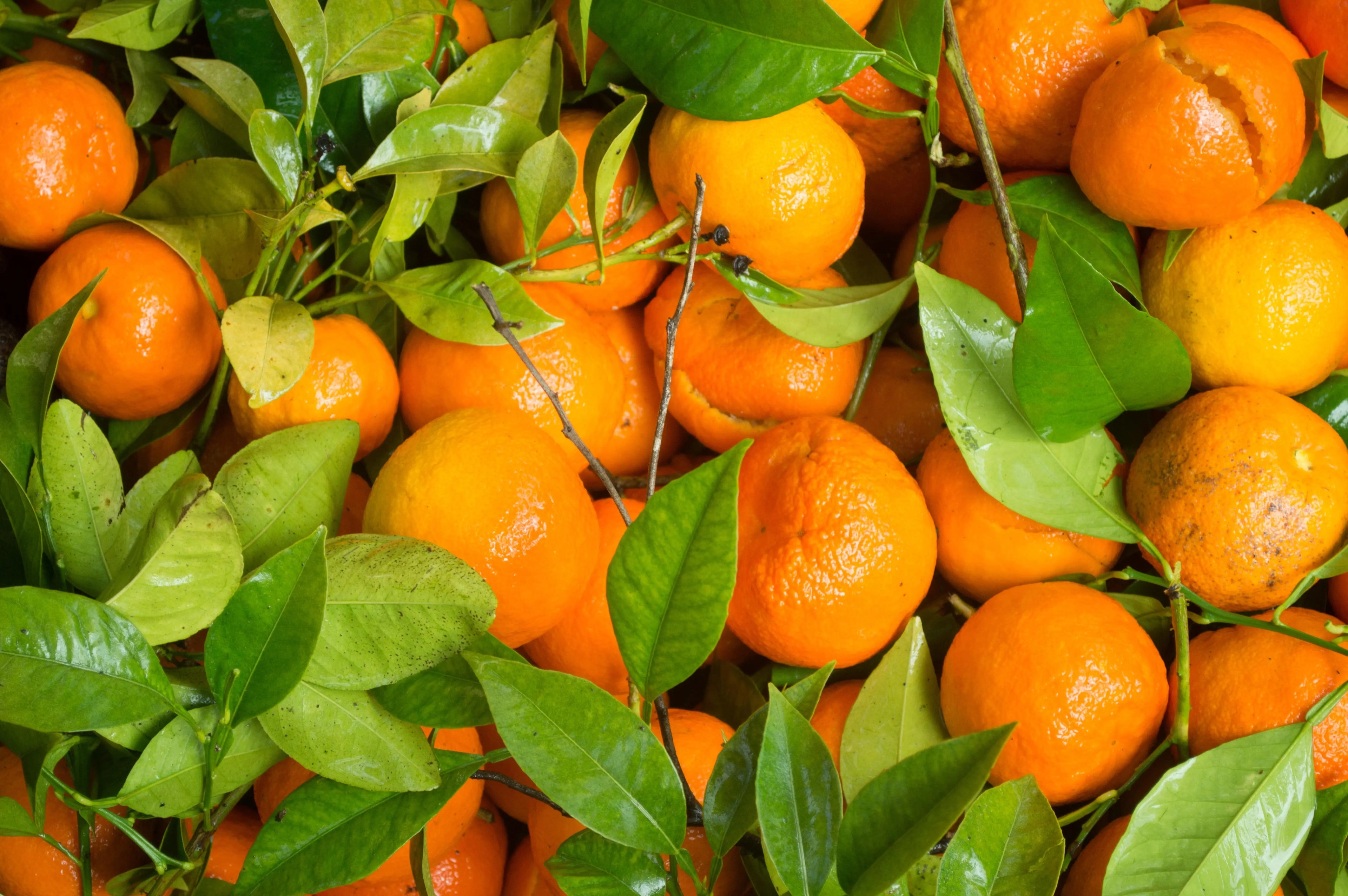 Natural Tangerine Flavor Escential Group