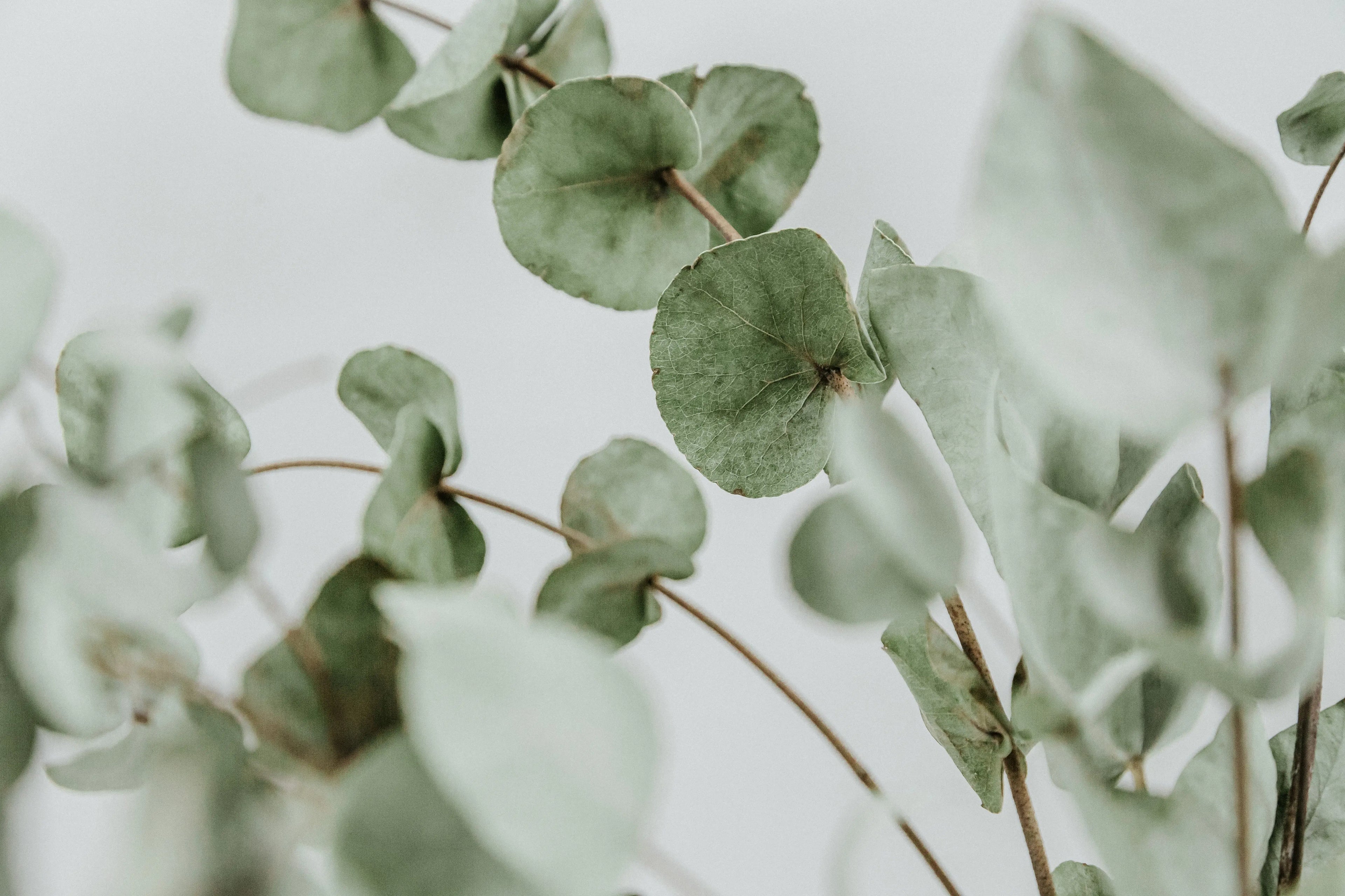 Eucalyptus Oil P&N Escential Group