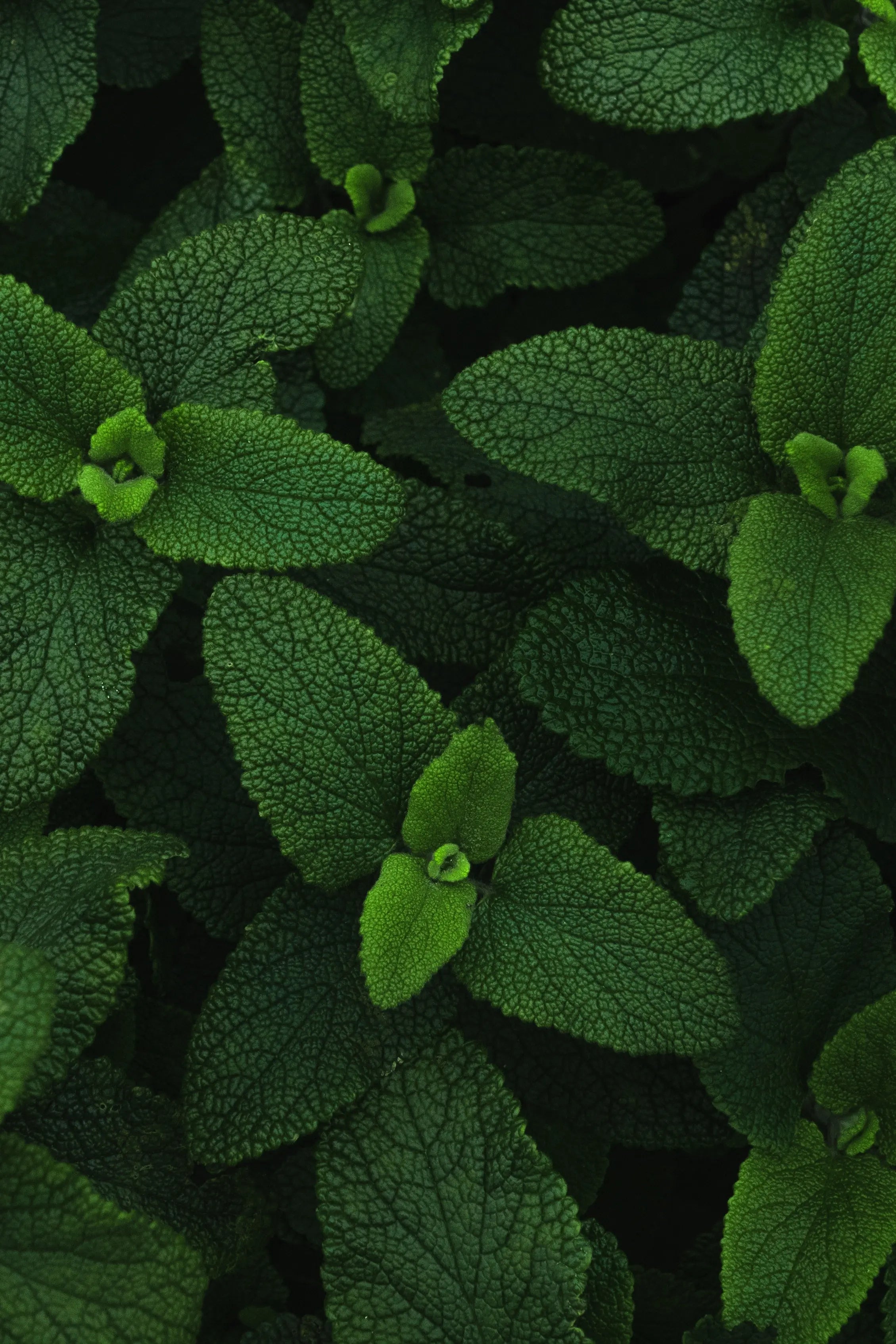Peppermint Oil USA P&N Escential Group