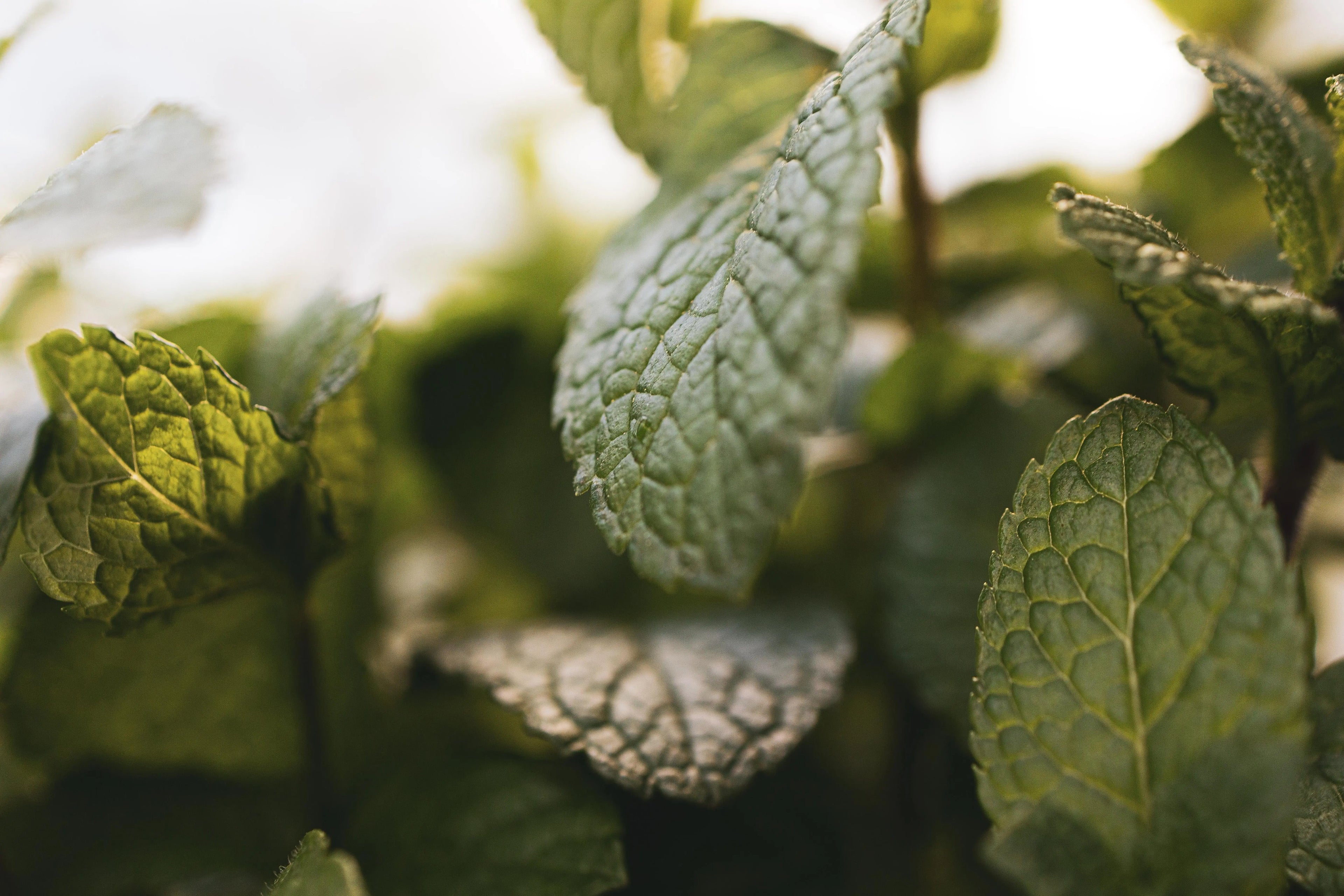 Spearmint Oil USA P&N Escential Group