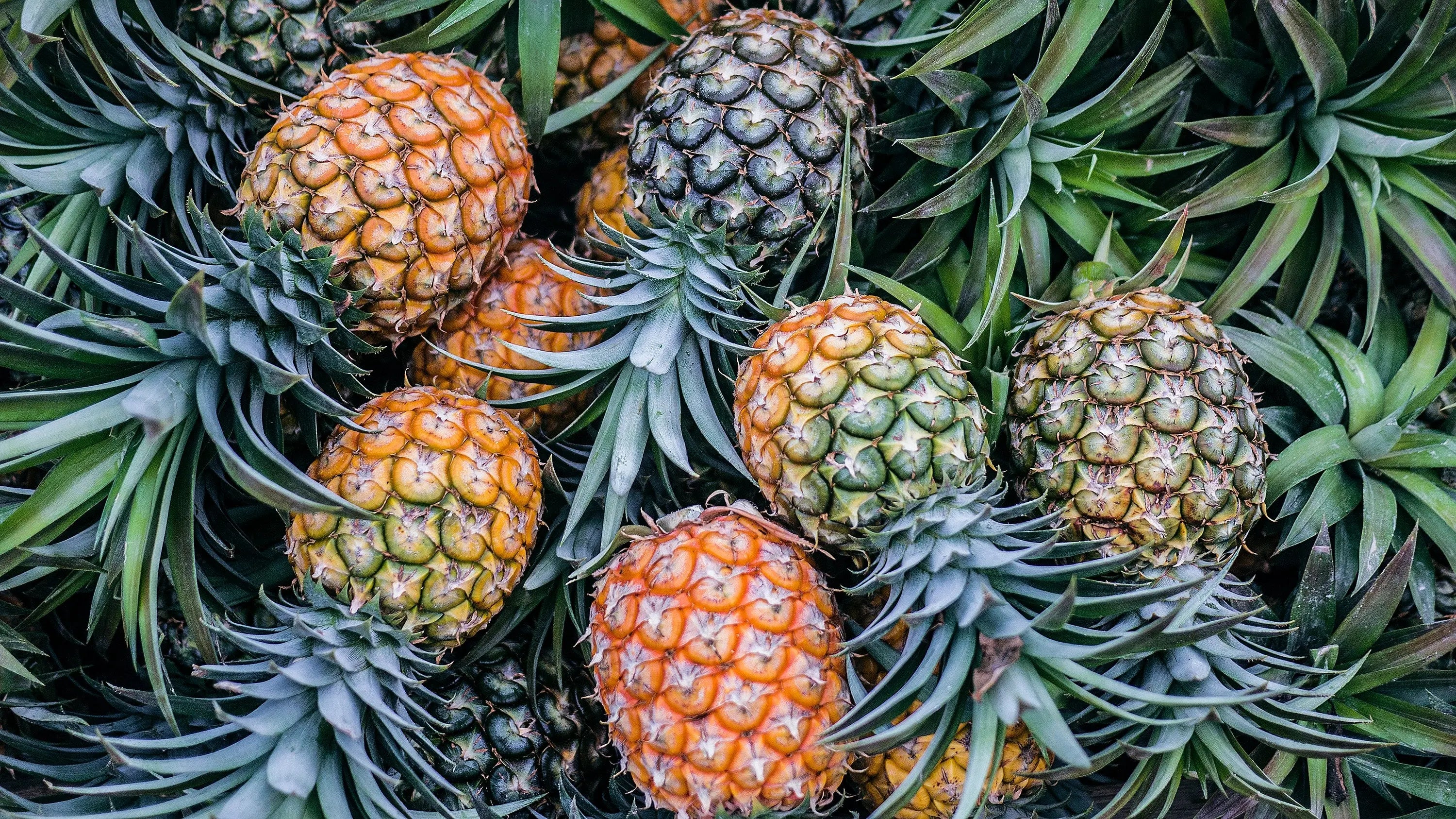 Natural Pineapple Flavor Escential Group