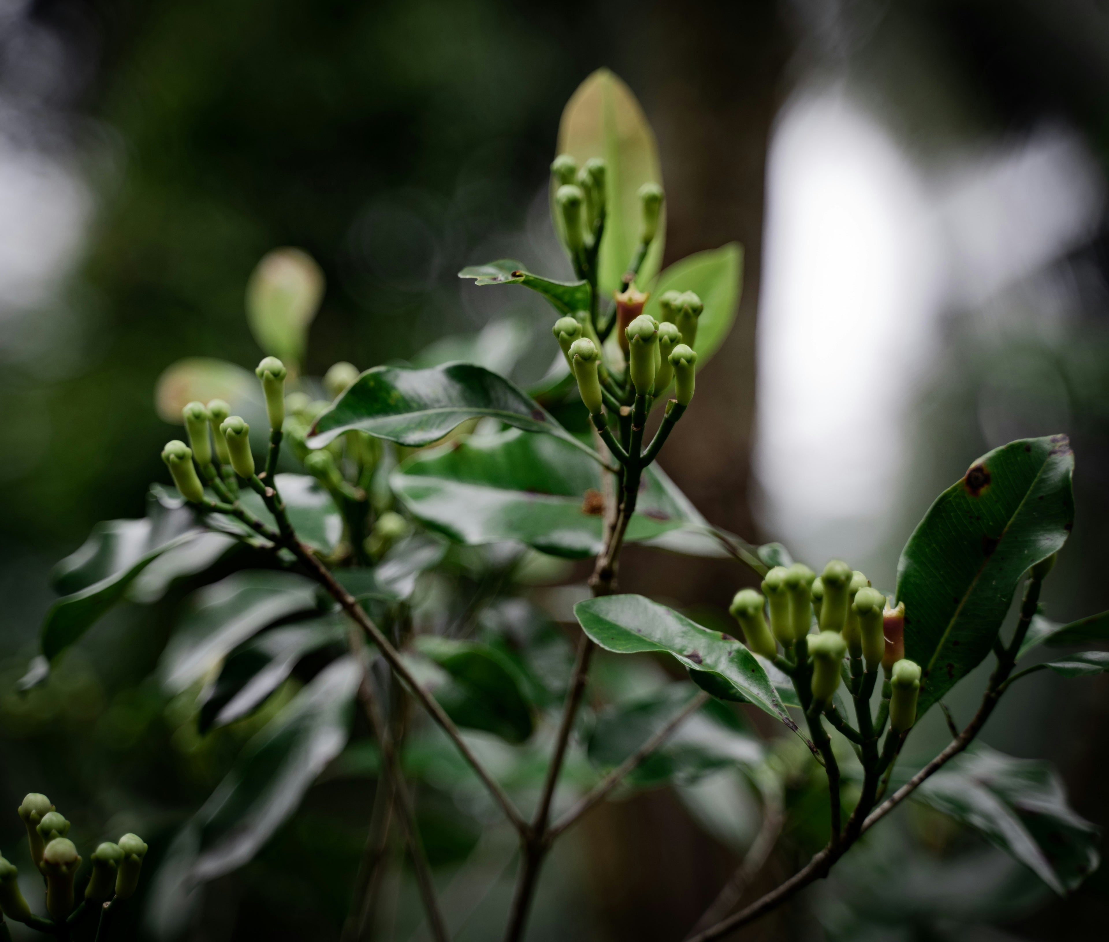 Clove Leaf Oil P&N Redistilled