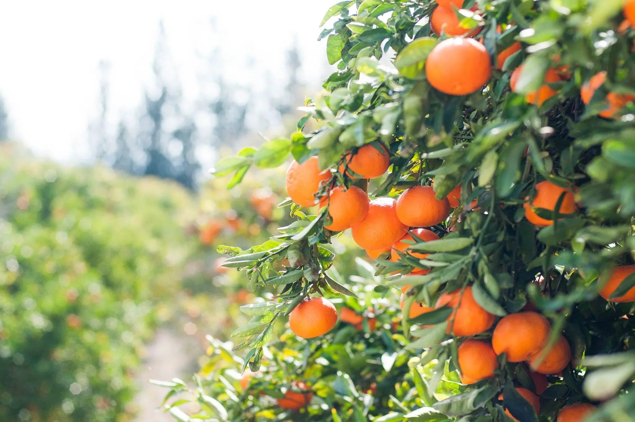 The Citrus Essential Oil Bundle Fast Bundle