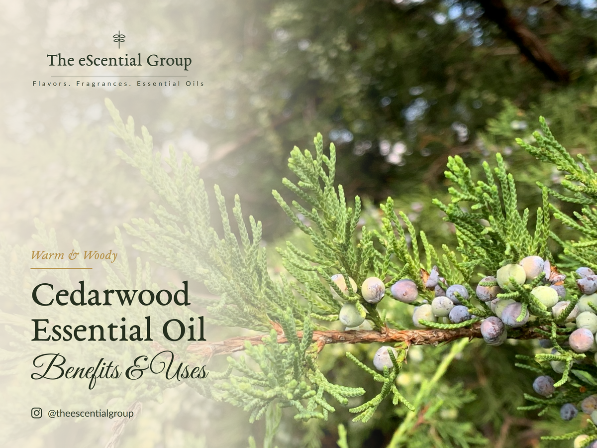 Cedarwood Essential Oil: Benefits, Uses & Simple Blends Escential Group