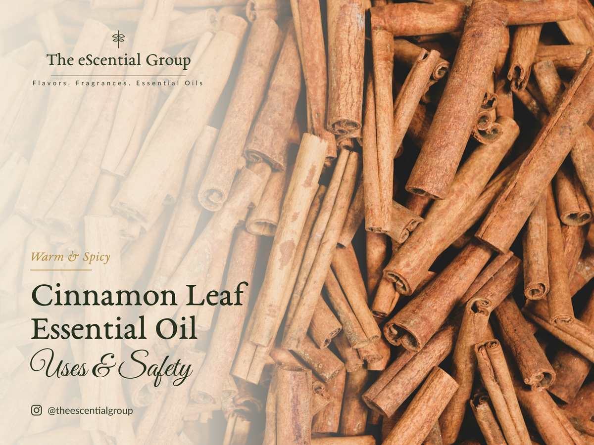 Cinnamon Leaf Essential Oil: Warm, Cozy & How to Use It Safely Escential Group