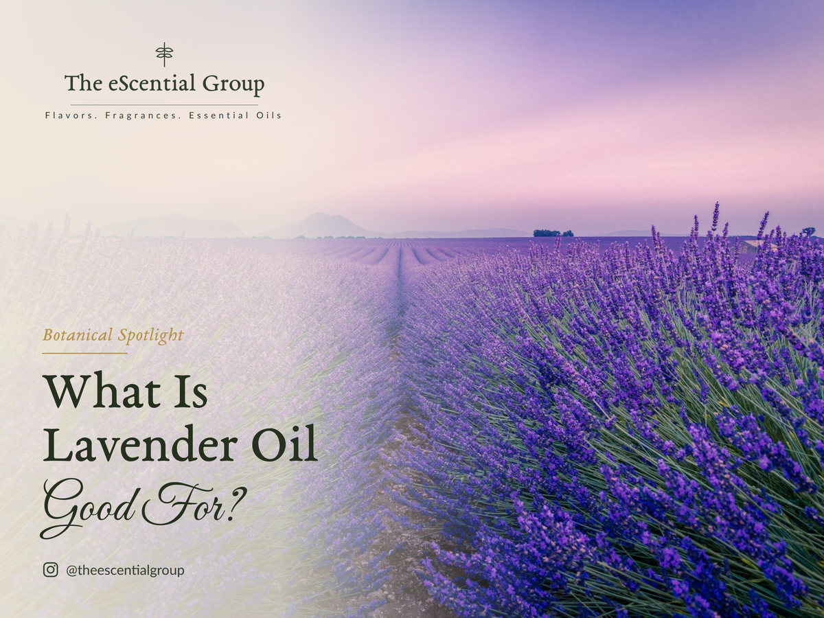 What is Lavender Oil Good For?