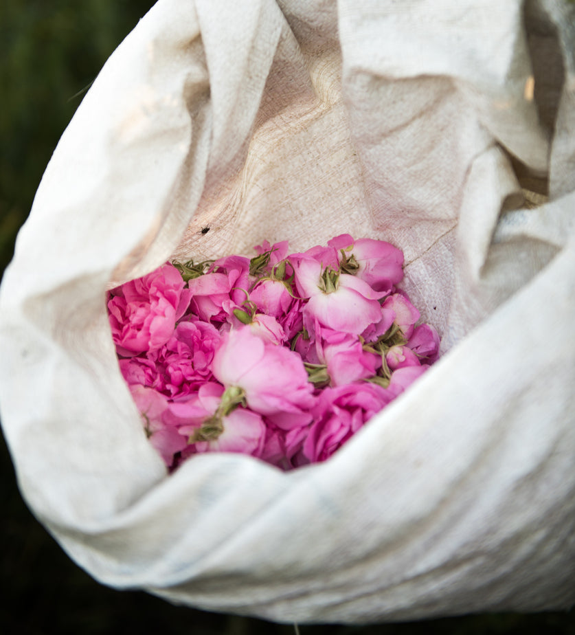 Rose Moroccan Absolute