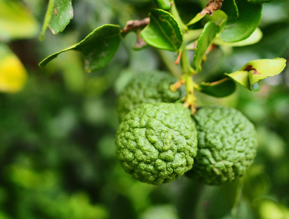 Bergamot Oil Natural BF Type