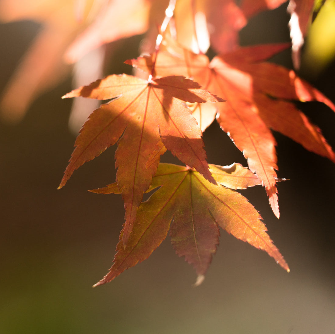 Natural Maple Flavor