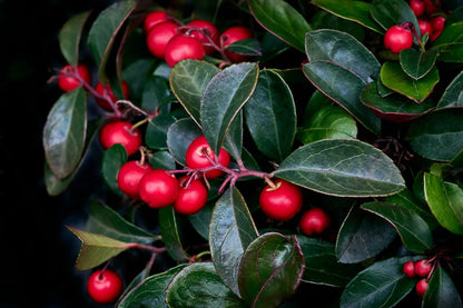 Wintergreen Oil P&amp;N Escential Group