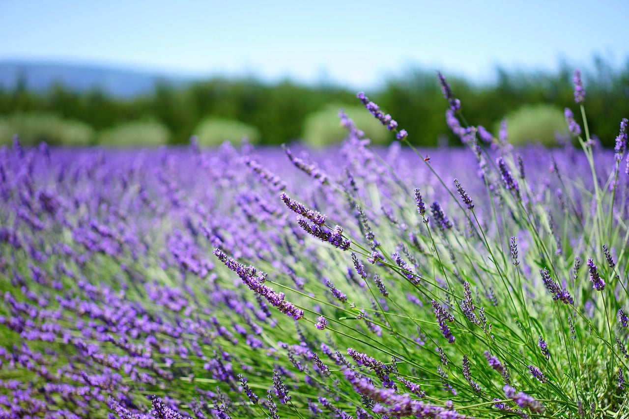 Lavender Oil P&amp;N