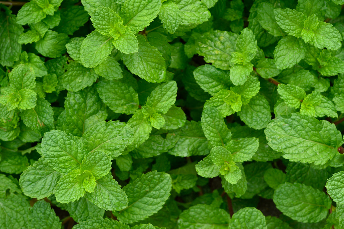Cornmint Oil Distilled