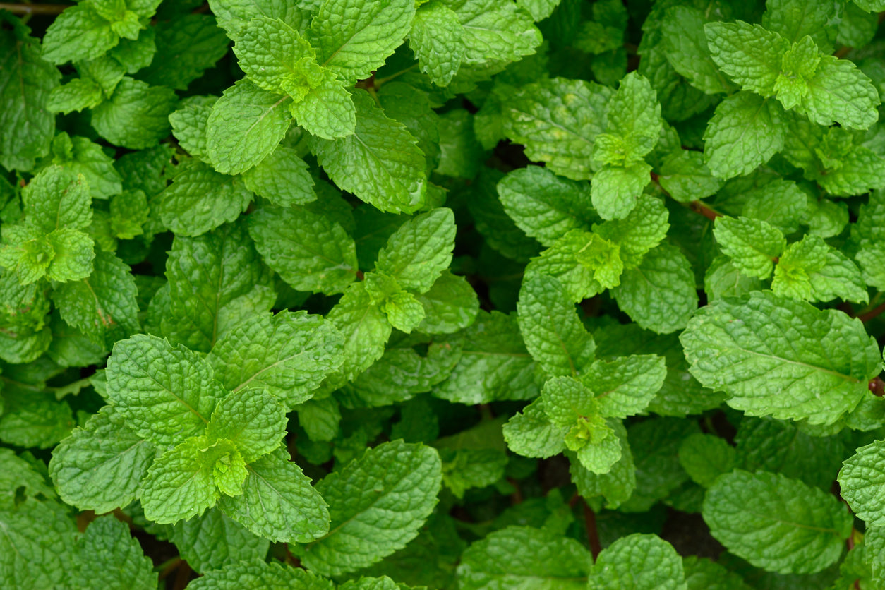 Cornmint Oil Distilled