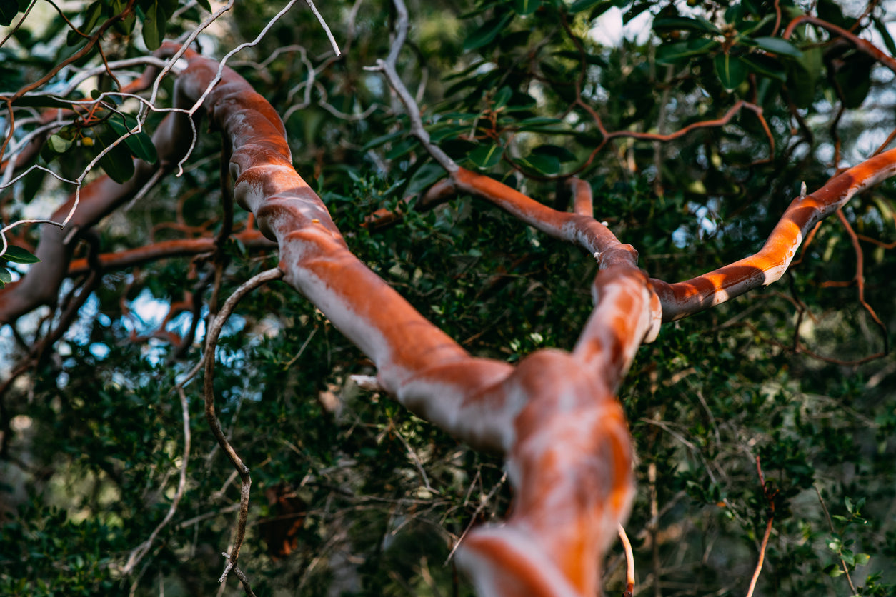 Sandalwood Oil P&amp;N