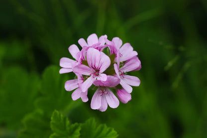 Geranium Oil Egypt Escential Group