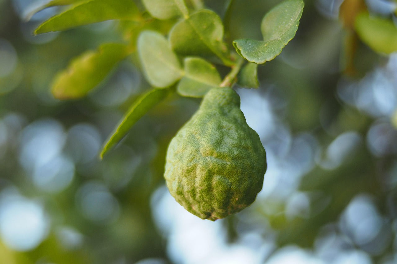 Bergamot Oil Natural Crude Type