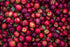 Natural Apple Flavor (Cider Type) Escential Group