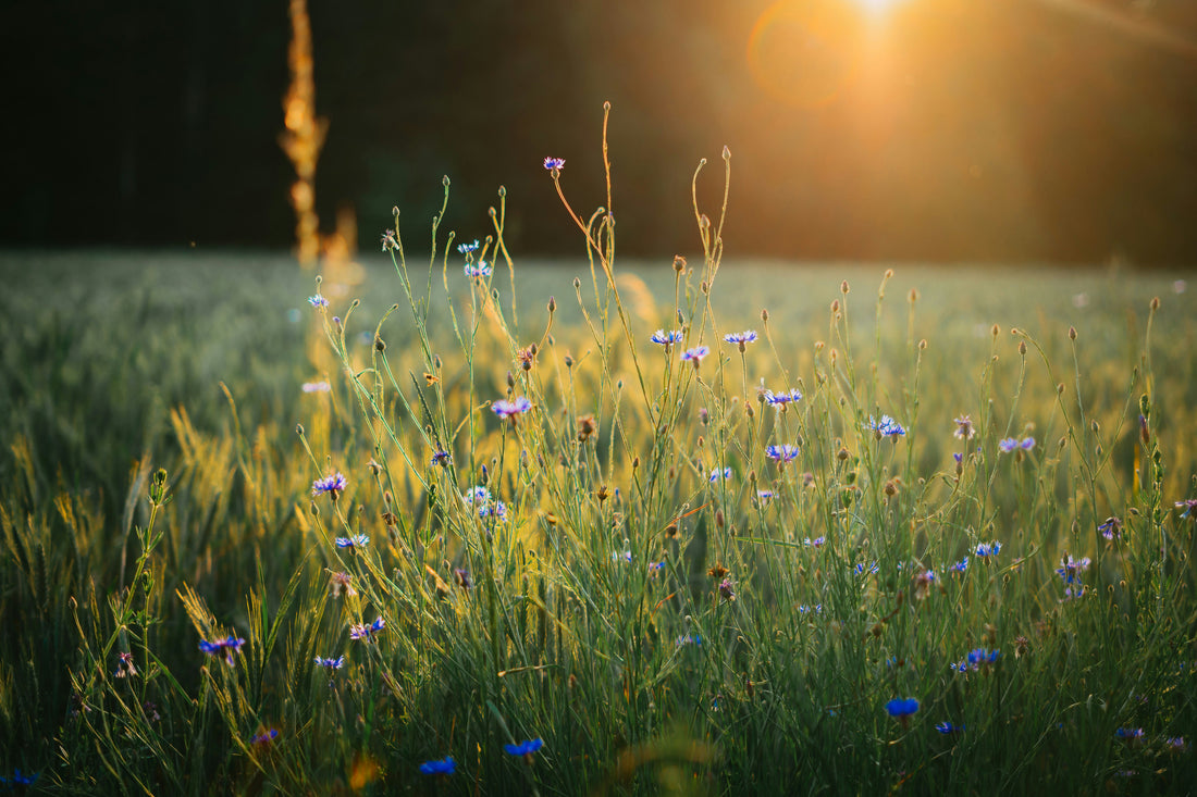 Herbal Citrus Mint Fragrance