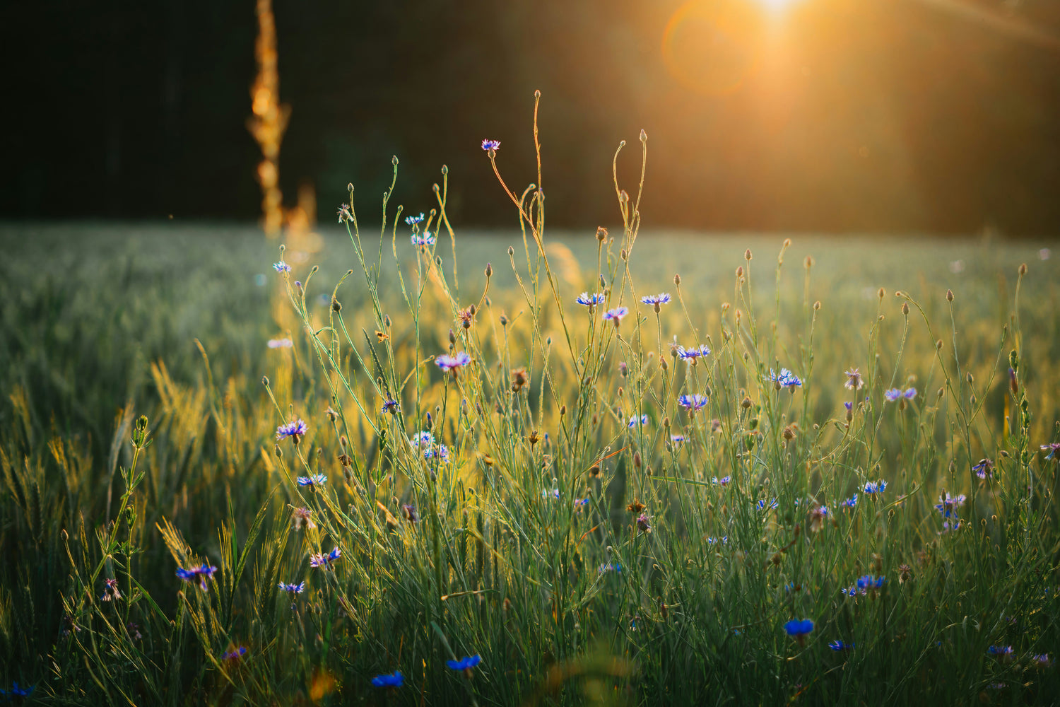 Herbal Citrus Mint Fragrance