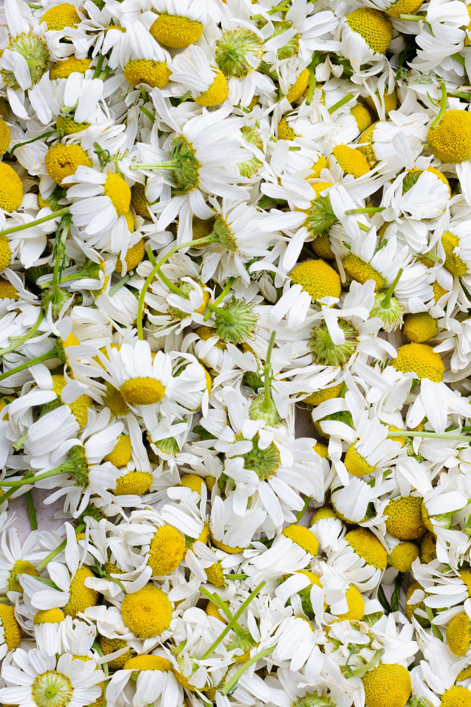 Chamomile Oil English Type