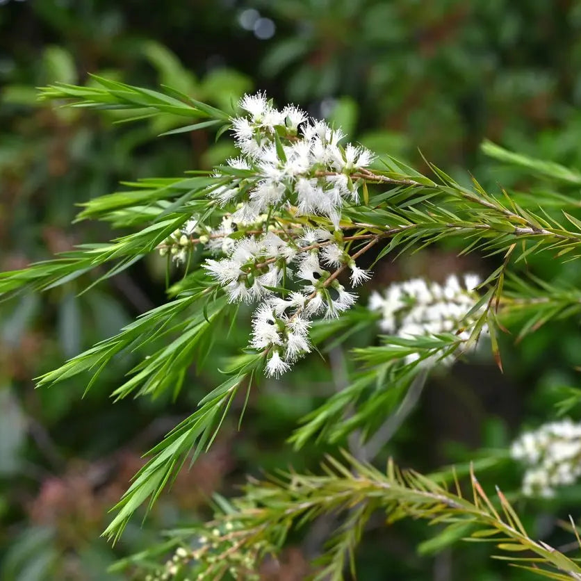 The Woody Essential Oil Bundle Fast Bundle