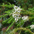 The Woody Essential Oil Bundle Fast Bundle