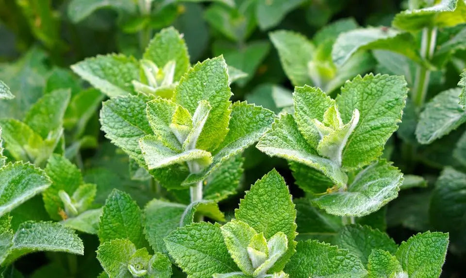 The Mints Essential Oil Bundle Fast Bundle