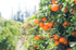 The Citrus Essential Oil Bundle Fast Bundle